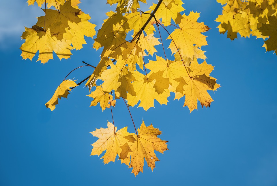 Healthy chicken recipes for quick weeknight dinners